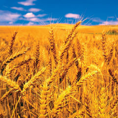 Sona Moti Wheat Seeds for Sowing/Agriculture (Kheti खेती)