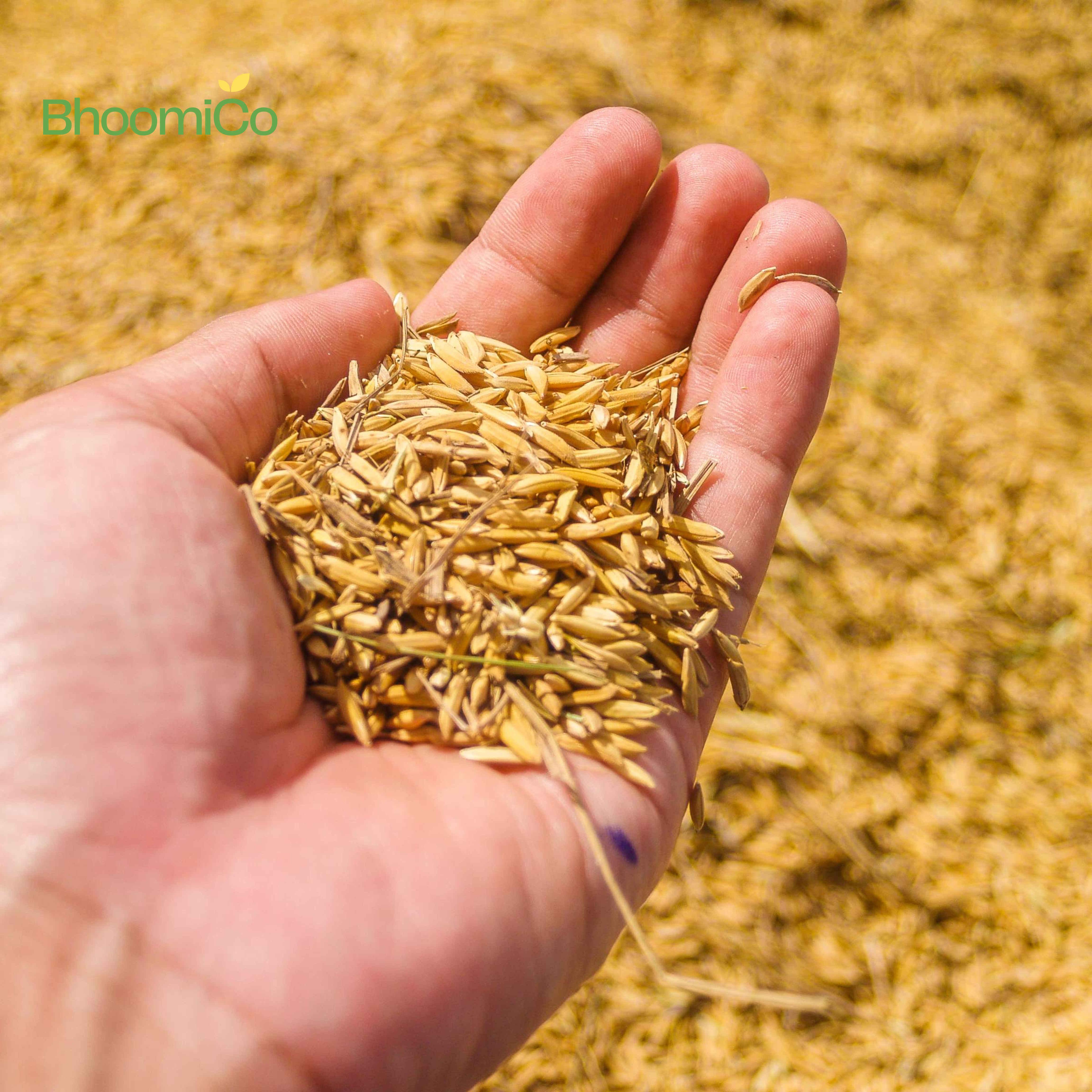 Basmati seed |Villkart