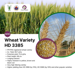 HD 3385 Wheat Seeds