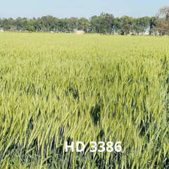 HD3386 Wheat – The Next-Gen Choice for Profitable Harvests