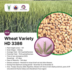 HD3386 Wheat – The Next-Gen Choice for Profitable Harvests