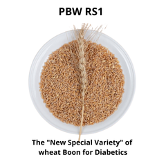PBW RS1 is a newly developed, nutritionally enhanced wheat variety from the Punjab Agricultural University (PAU) in Ludhiana