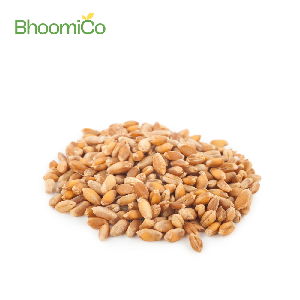 Sona Moti Wheat Seeds| Villkart