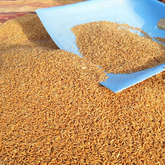 Khapli Wheat-Emmer-Seeds for Sowing/Agriculture (Kheti खेती)