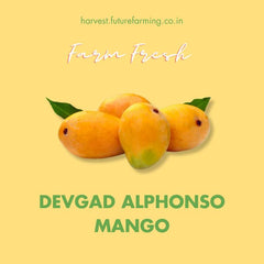Devgad Alphonso Mango FutureFarming
