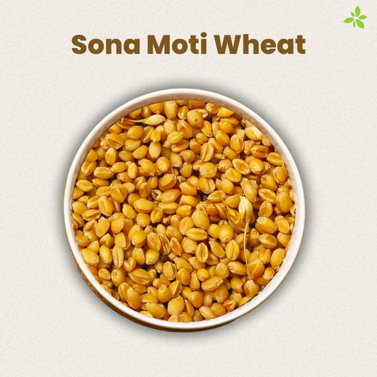 Unveiling the Nutritional Marvel: Exploring the Health Benefits of Sona Moti Wheat