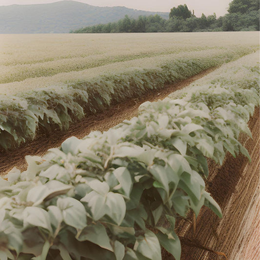 The Impact of Sustainable Agriculture Practices on the Environment