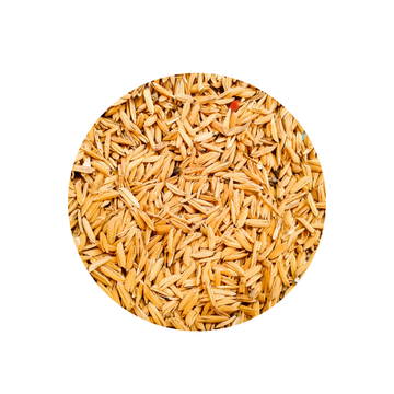Paddy Seed