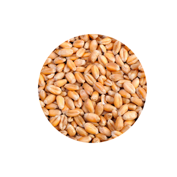 Wheat Seeds