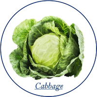 Cabbage