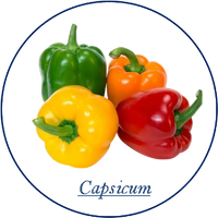 Capsicum