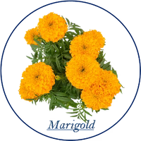 Marigold