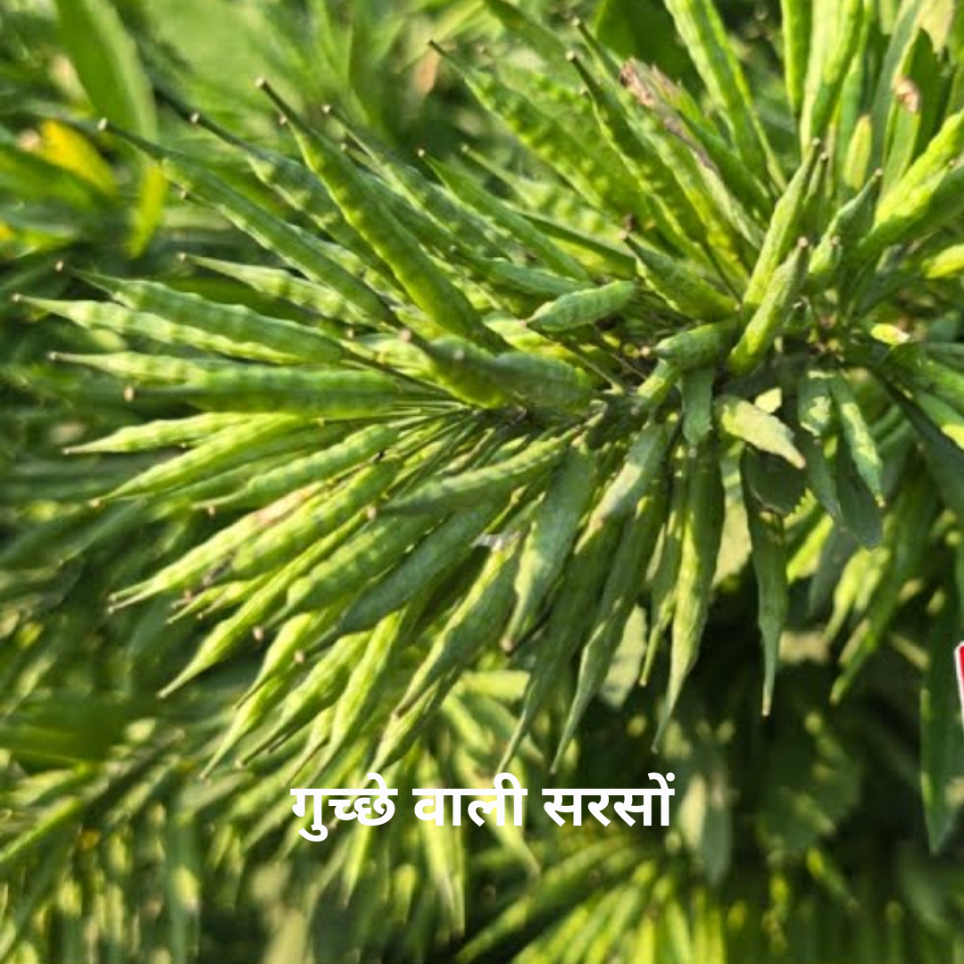 Guchchhedar Sarson Ka Beej ( Black Cluster Musterd Seed )