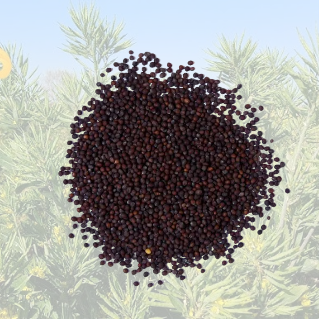 Guchchhedar Sarson Ka Beej ( Black Cluster Musterd Seed )