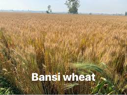 Bansi Wheat-Seeds for Sowing/Agriculture (Kheti खेती)