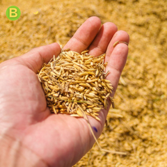 Basmati seeds | Villkart