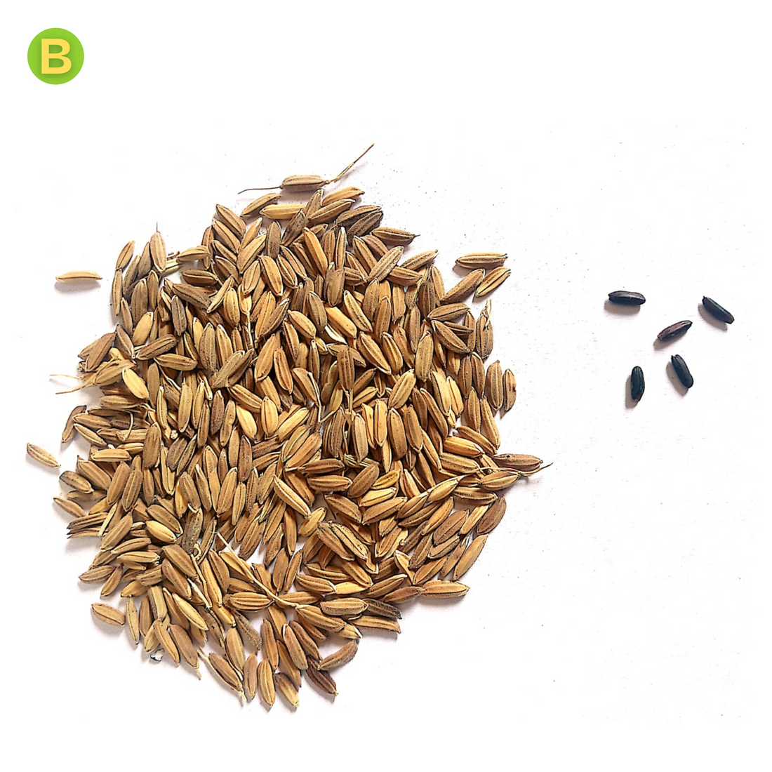 Black paddy seed | Villkart