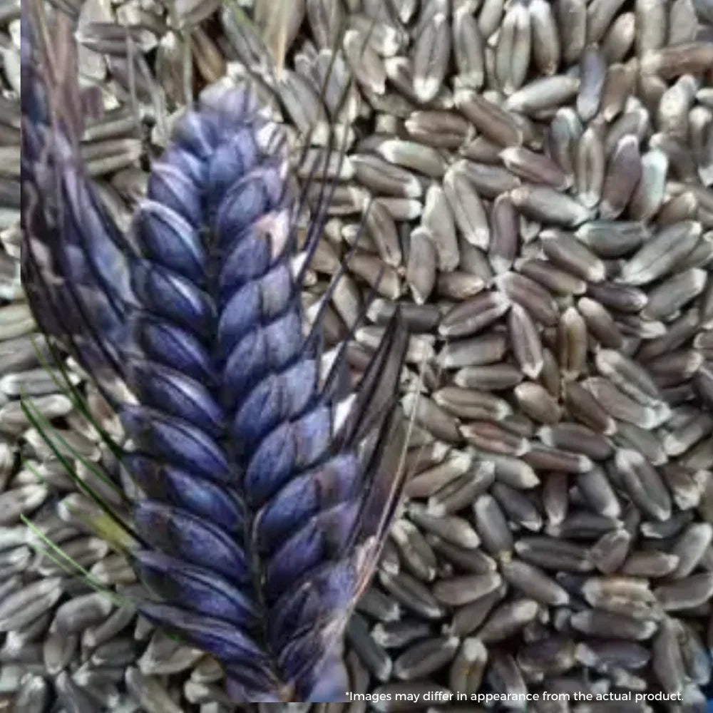 Black Whole Wheat (Naturally Grown)