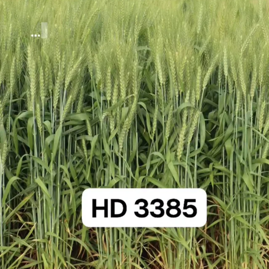 HD 3385 Wheat Seeds