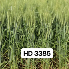 HD 3385 Wheat Seeds