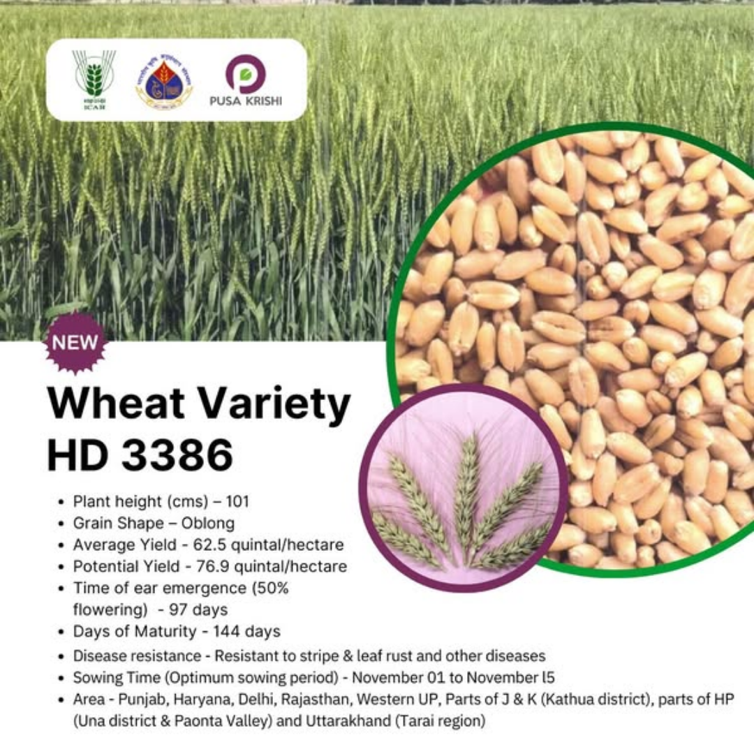 HD3386 Wheat – The Next-Gen Choice for Profitable Harvests