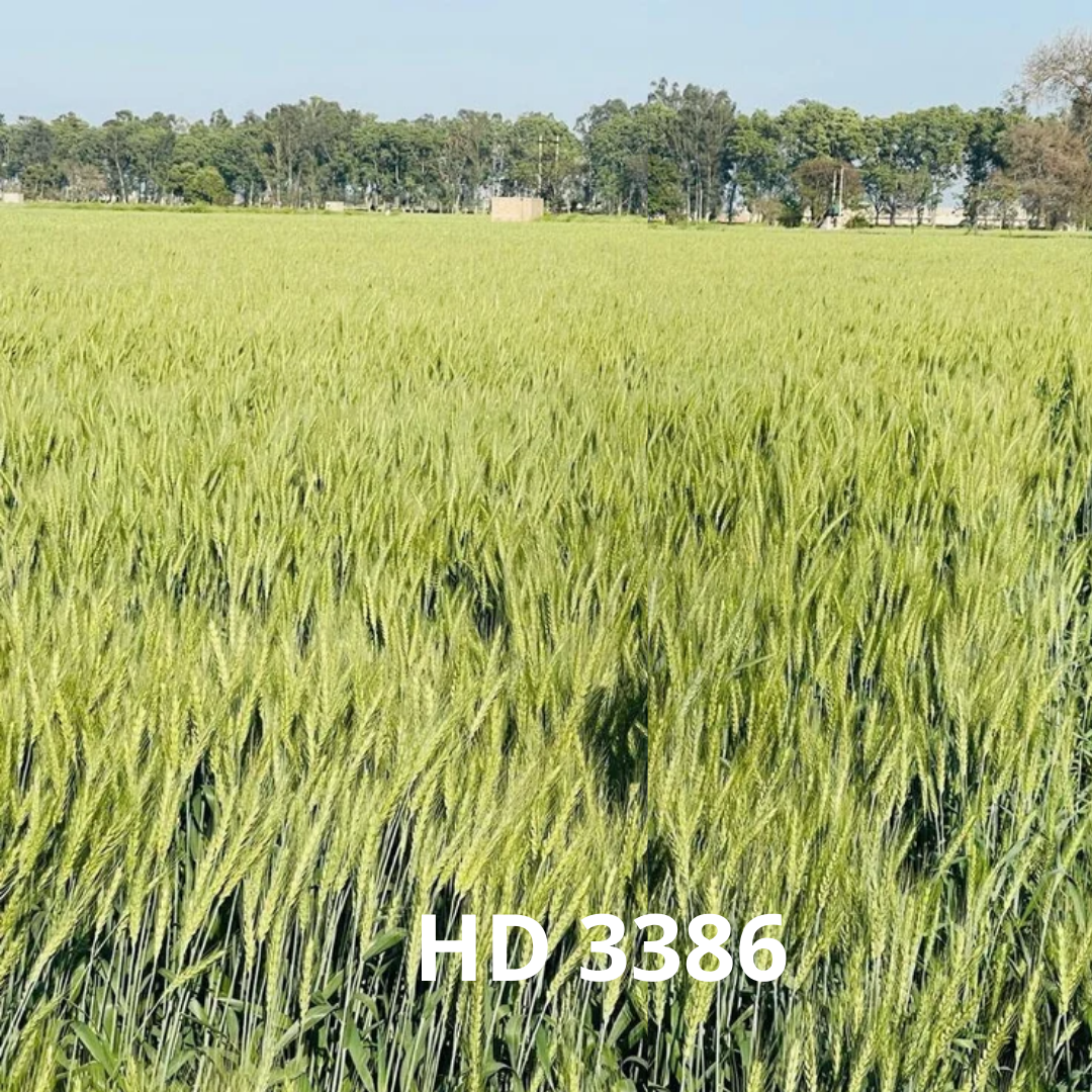 HD3386 Wheat – The Next-Gen Choice for Profitable Harvests