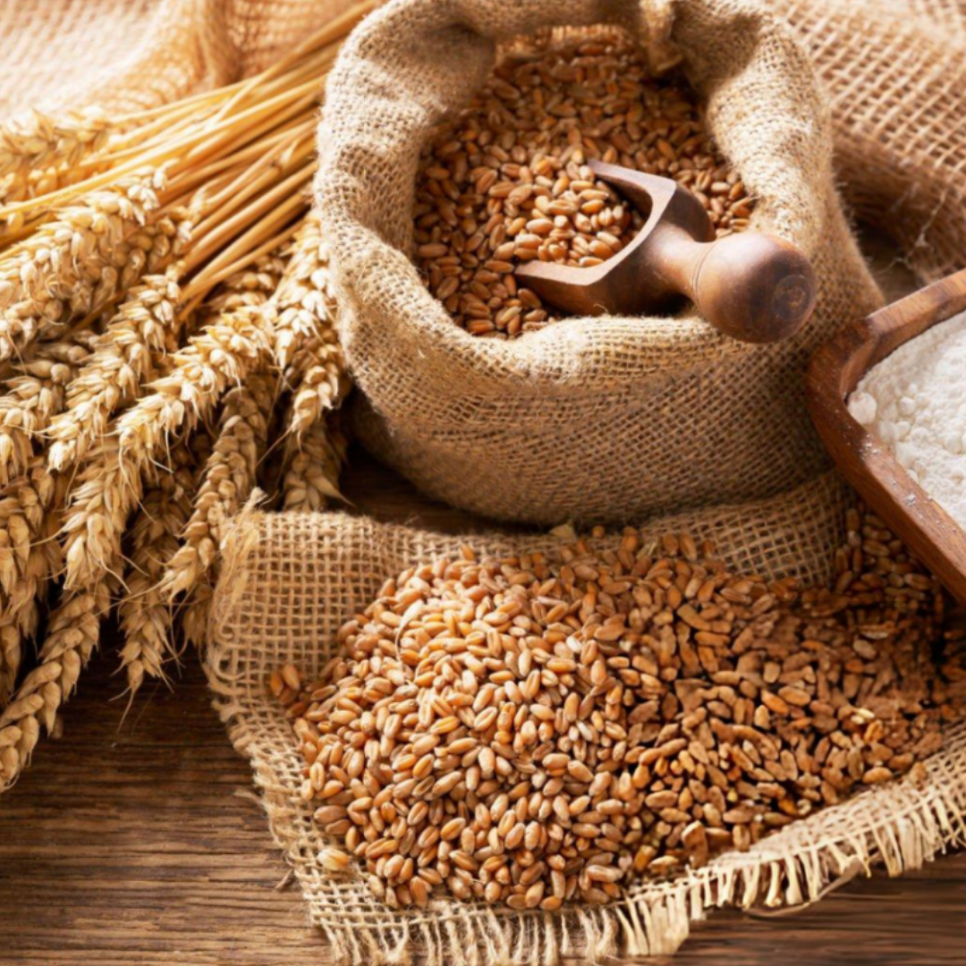 HD3386 Wheat – The Next-Gen Choice for Profitable Harvests