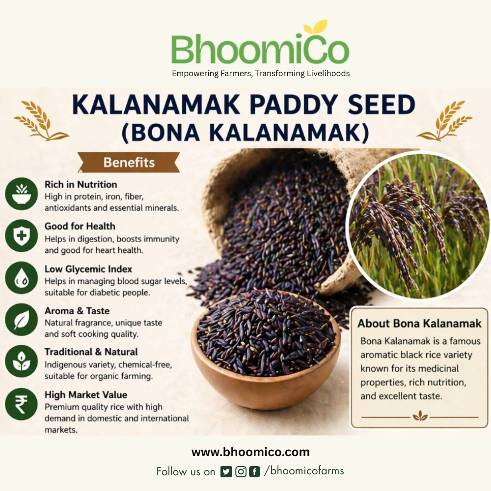 Kala Namak Paddy Seeds for Farming