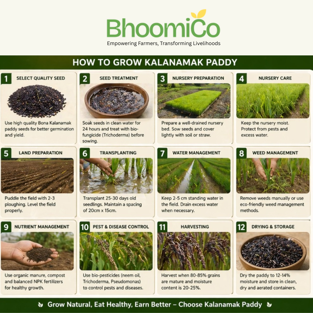 Kala Namak Paddy Seeds for Farming