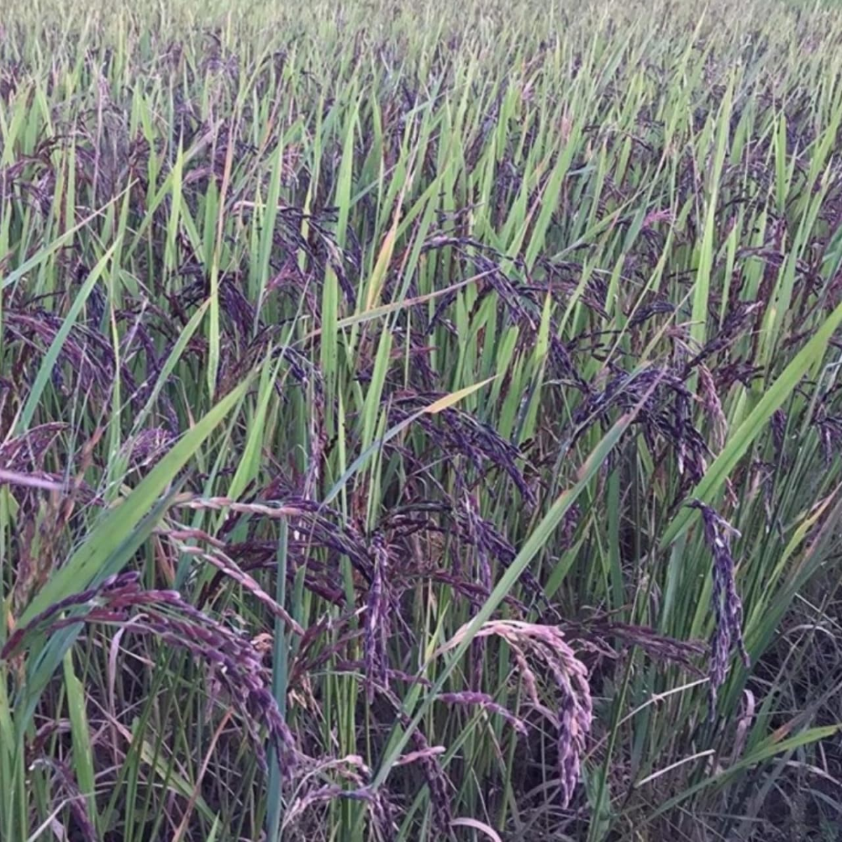Kala Namak Paddy Seeds for Farming