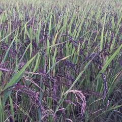 Kala Namak Paddy Seeds for Farming