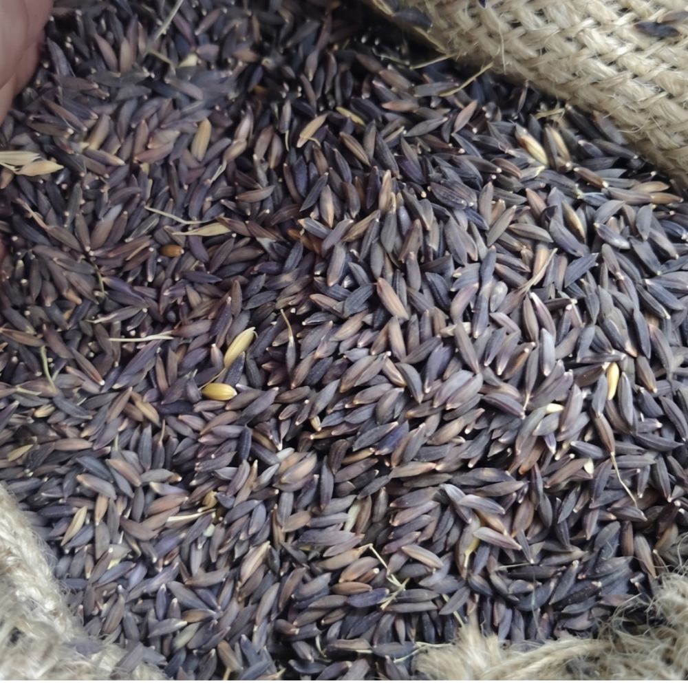 Kala Namak Paddy Seeds for Farming