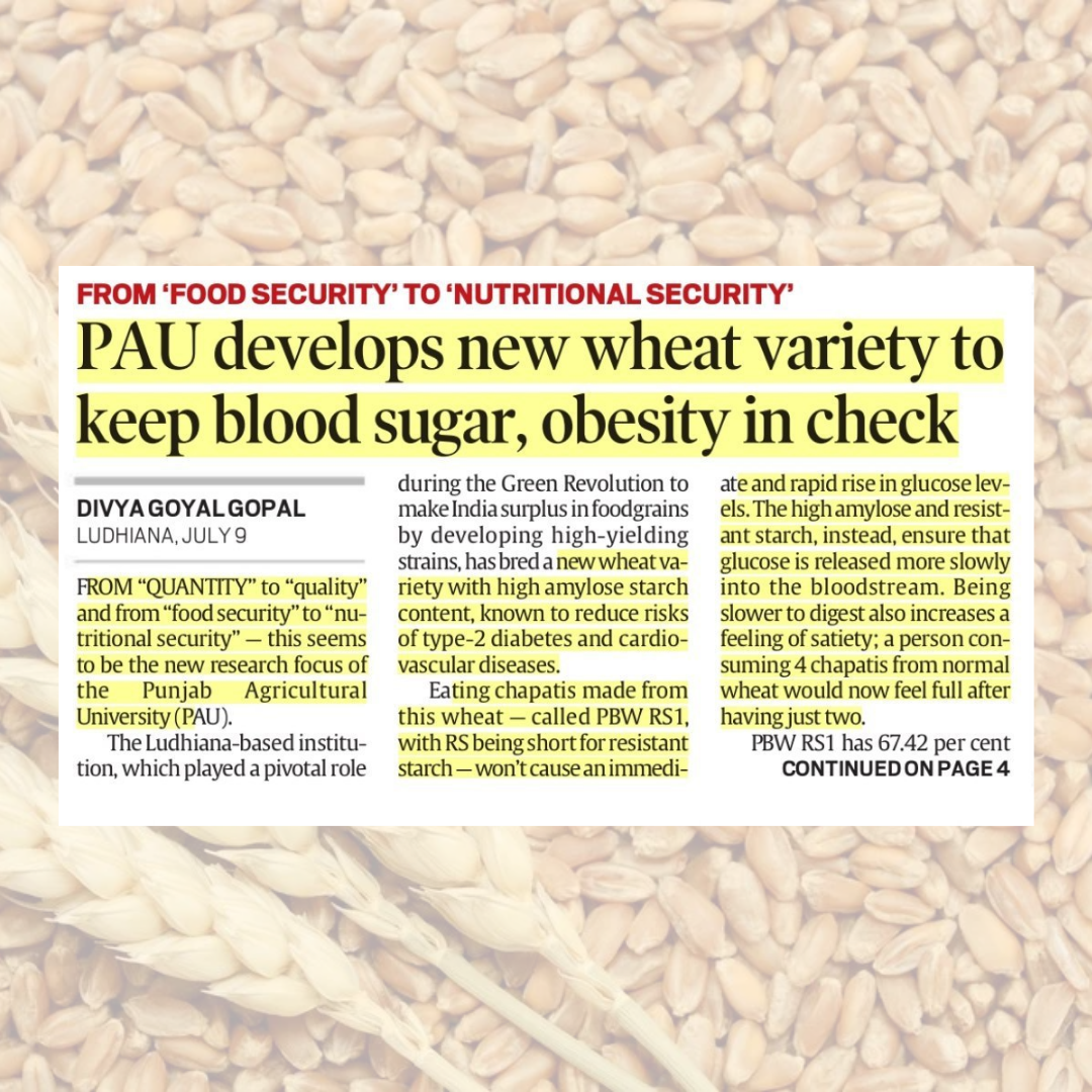 PBW RS1 is a newly developed, nutritionally enhanced wheat variety from the Punjab Agricultural University (PAU) in Ludhiana