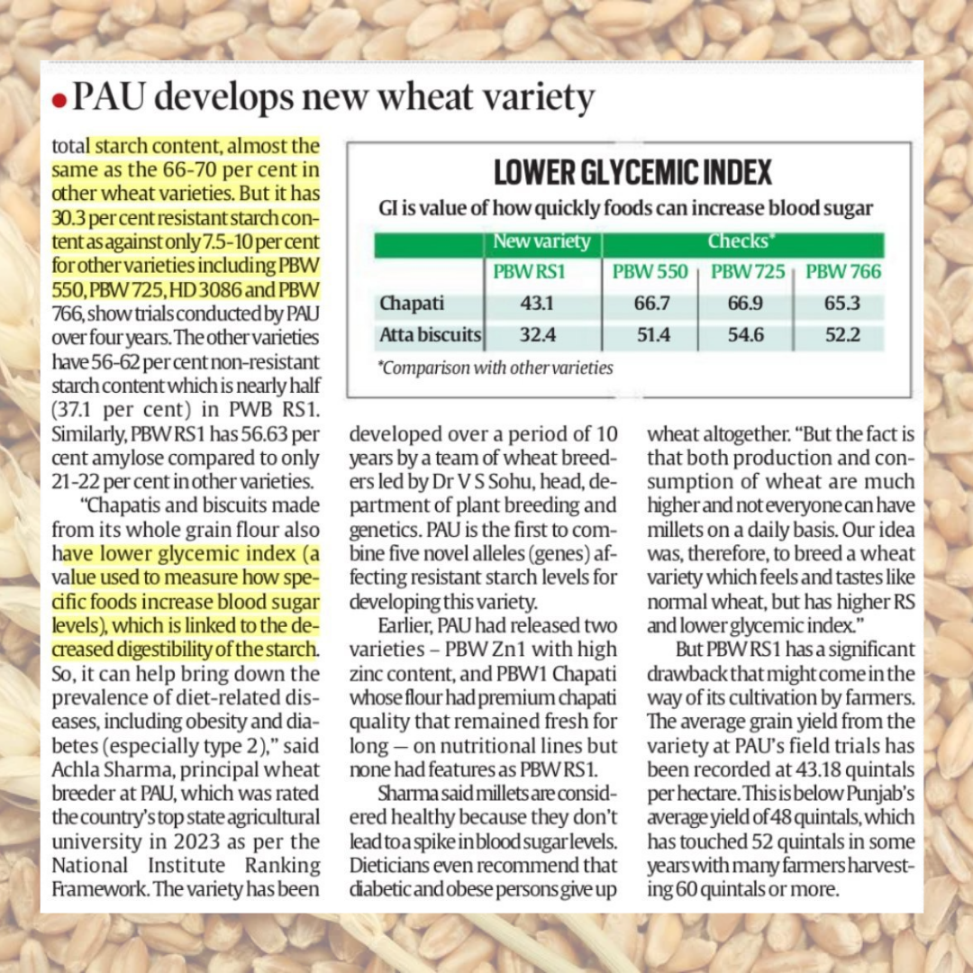 PBW RS1 is a newly developed, nutritionally enhanced wheat variety from the Punjab Agricultural University (PAU) in Ludhiana
