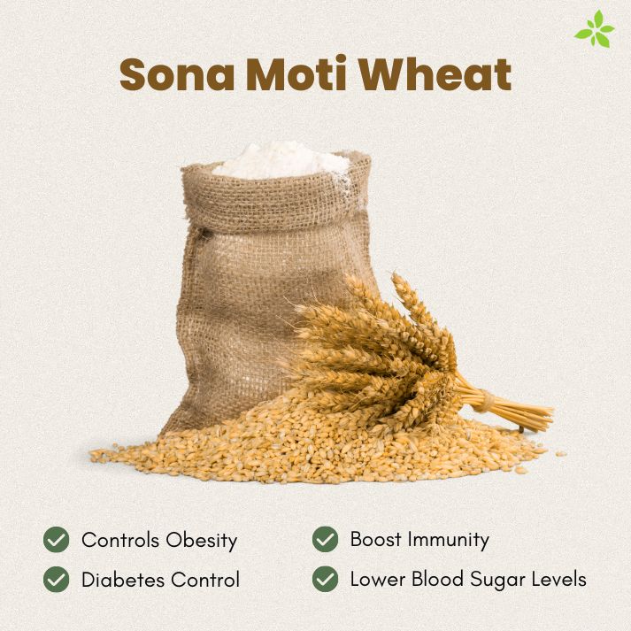 Sona Moti Emmer Wheat