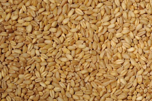 Bansi Wheat-Seeds for Sowing/Agriculture (Kheti खेती)