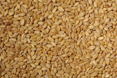 Bansi Wheat-Seeds for Sowing/Agriculture (Kheti खेती)