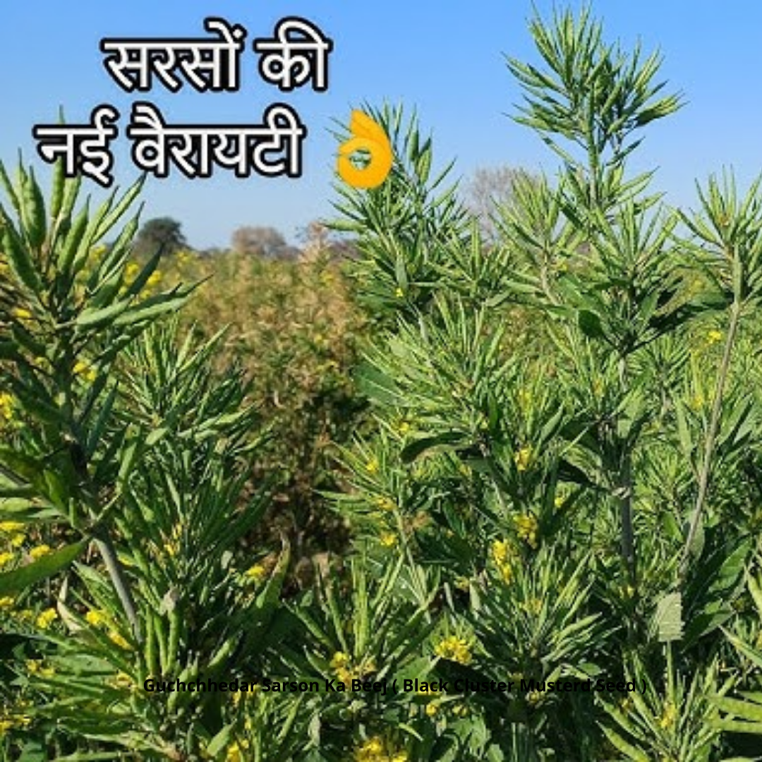Guchchhedar Sarson Ka Beej (Black Cluster Mustered Seed)