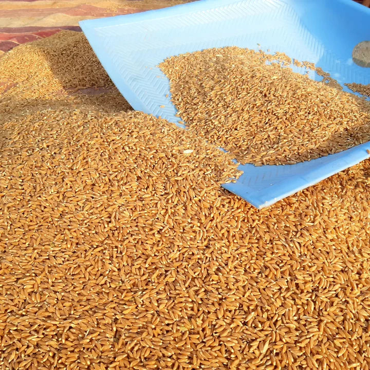 Khapli Wheat-Emmer-Seeds for Sowing/Agriculture (Kheti खेती)