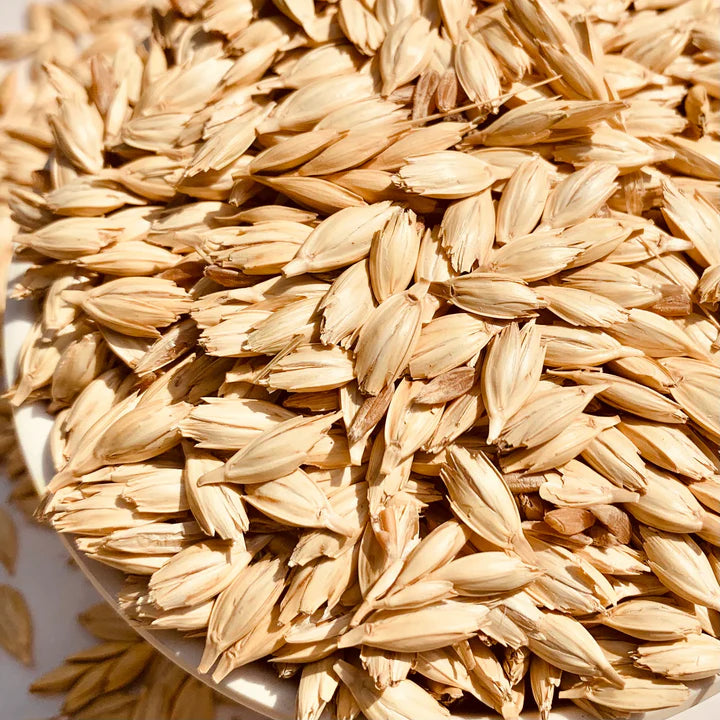 Khapli Wheat-Emmer-Seeds for Sowing/Agriculture (Kheti खेती)