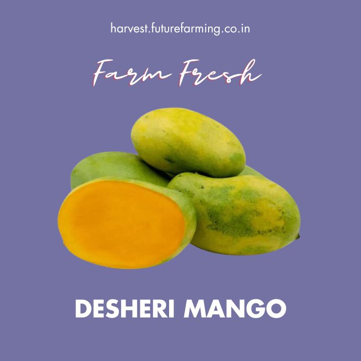 Dasheri Mango FutureFarming
