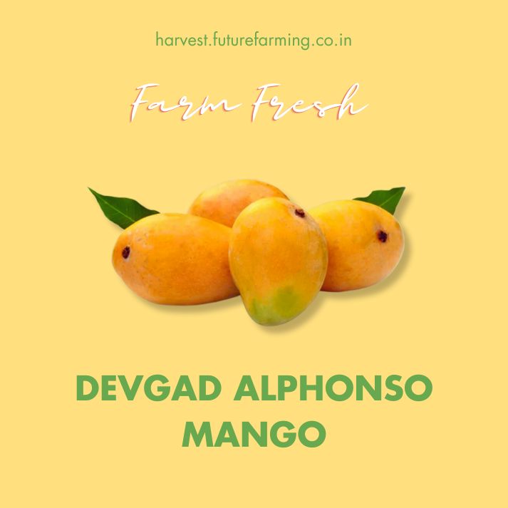 Devgad Alphonso Mango FutureFarming