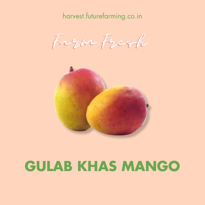 Gulab Khas Mango FutureFarming