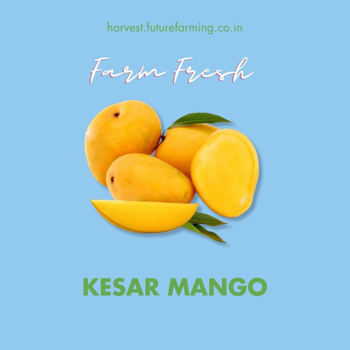 Kesar Mango FutureFarming