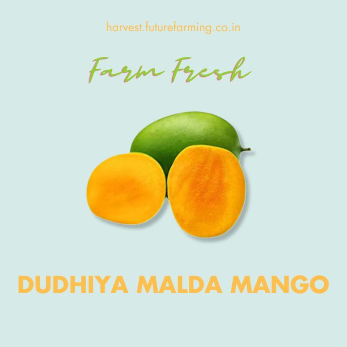 Dudhiya Malda Mango | FutureFarming | Bhoomico