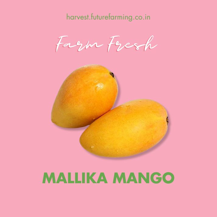 Mallika Mango FutureFarming