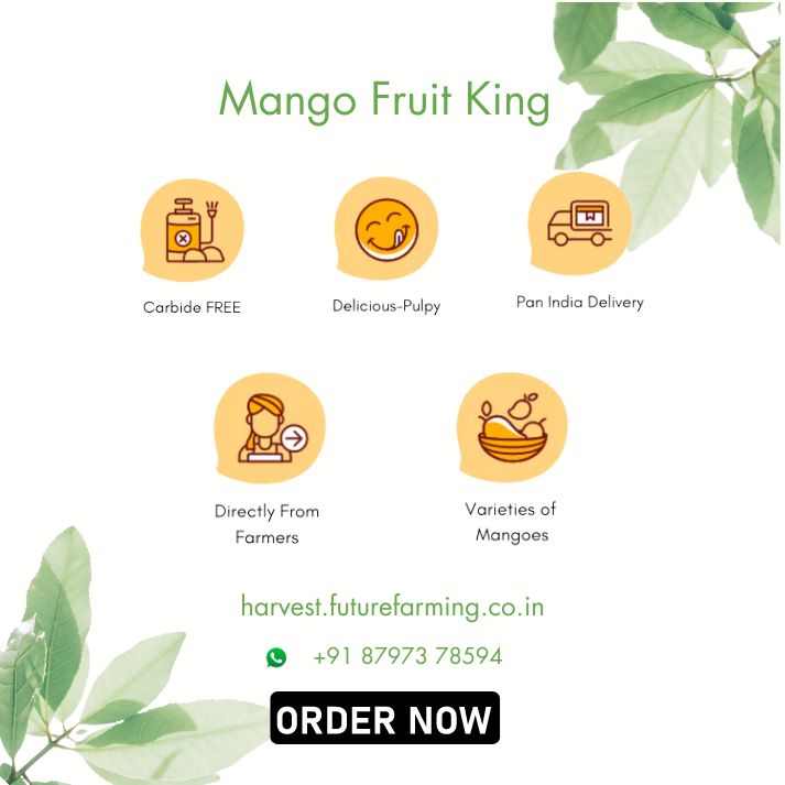 Mango FutureFarming